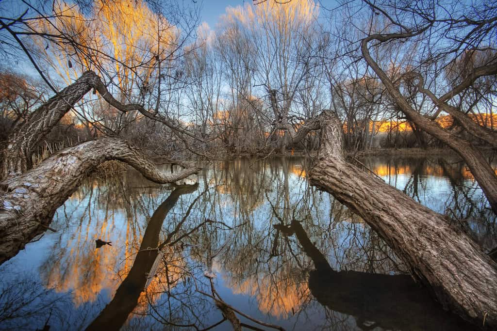 Watson Woods Riparian Preserve